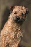BORDER TERRIER 147